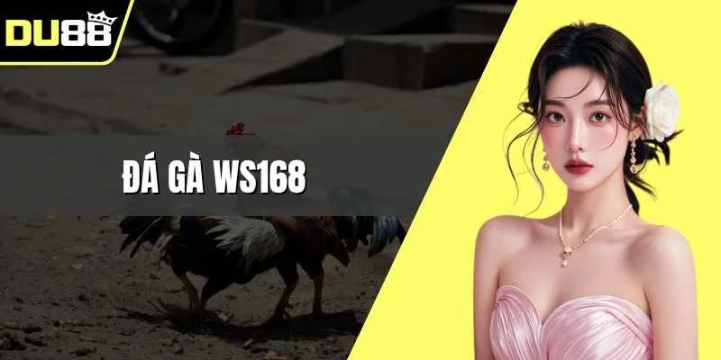 Đá gà WS168