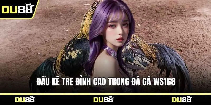 Đấu kê tre đỉnh cao trong đá gà WS168