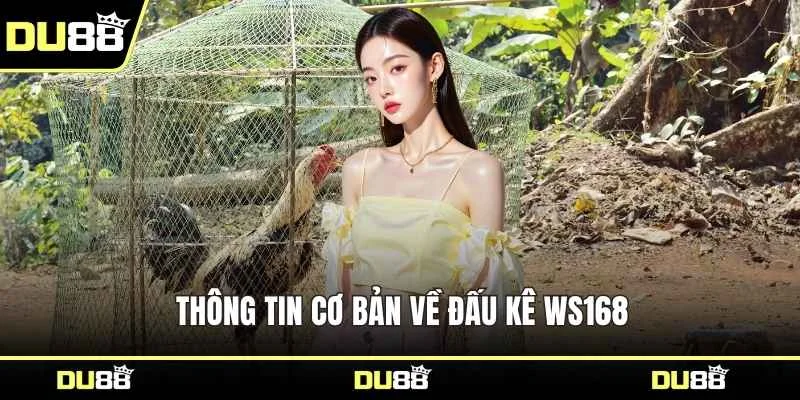 Thông tin cơ bản về đấu kê WS168
